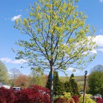 Acer saccharum (Legacy) Sugar Maple early spring